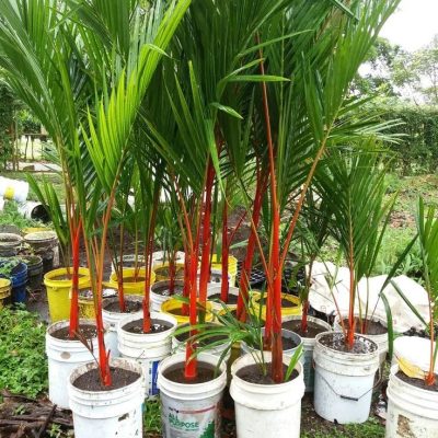 WhatsApp Image 2023-12-25 at 10.29.35 AM (1)